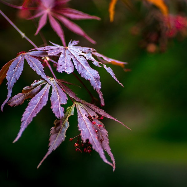 Pacific Northwest, Japanese Garden, Japanese Maple Photos, Northwest Pictures, Home Art, Fine Art Photography | Japanese Maple Leaves, WA