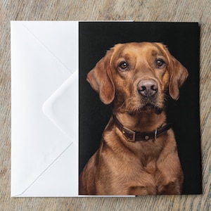 Puede incluir: Un perro Labrador Retriever marrón con un collar de cuero mira directamente a la cámara. El perro está fotografiado sobre un fondo negro.