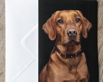 May include: A brown Labrador Retriever dog with a leather collar is looking directly at the camera. The dog is photographed against a black background.