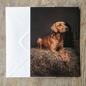 Puede incluir: Un perro marrón con orejas caídas está acostado en un montón de heno. El perro está mirando hacia la izquierda de la imagen.