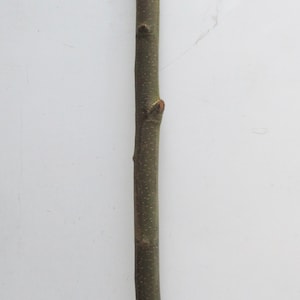 115cm (3 -4 cm Diameter) English Sweet Chestnut Tree Straight Branch Wood Turning Walking Stick Staff Stave