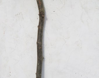 Palo de rama torcida de árbol natural de HAYA de 115 cm para tornear madera, pipas, bastón para caminar