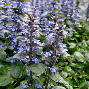 10 x Bugle Wildflower Plants – Ajuga Reptans Bare Root Plugs – Ground Cover Lawn Flower Meadow Woodland Shade Plant