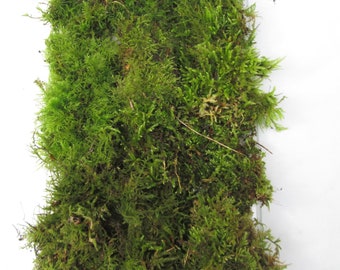 Live Fresh Carpet Moss 30x20cm – Premium Flat Green Moss for Terrariums, Mossariums, Bonsai, Dioramas & Vivariums | Grown in UK Woodlands