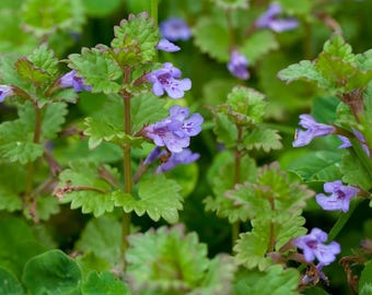 10 x Ground Ivy Wildflower Plug Plants – Native Blue Carpet Plant – Shade Ground Cover – Woodland Meadow Wildlife Turf