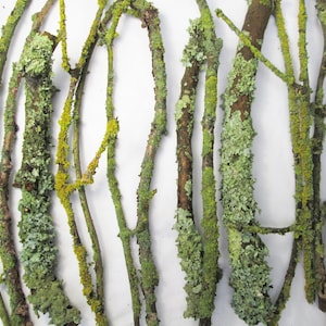 May include: A collection of natural twigs with green and yellow lichen growing on them. The twigs are arranged in a vertical pattern against a white background.