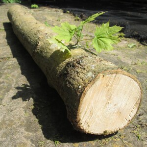 May include: A close-up of a large, rough-barked log with a freshly cut end. The log is lying on a gray, textured surface. A small green plant with leaves is growing on top of the log.