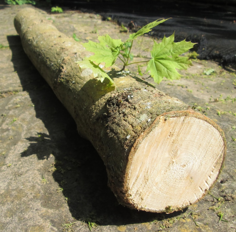 May include: A close-up of a large, rough-barked log with a freshly cut end. The log is lying on a gray, textured surface. A small green plant with leaves is growing on top of the log.