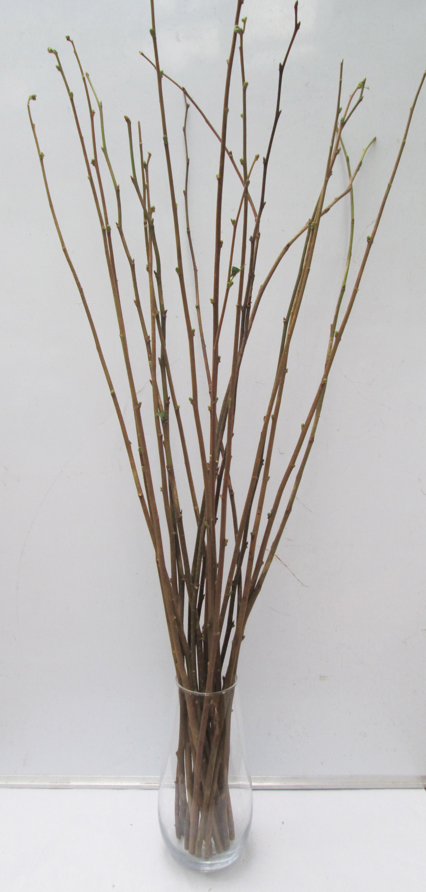 Natural Fresh English Hazel Branch Bundle Branch Stem Etsy