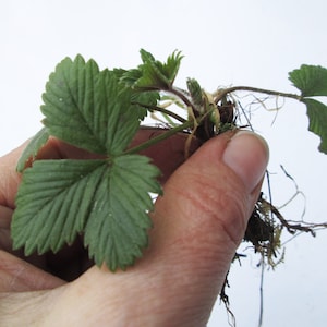 May include: A close-up of a small strawberry plant with green, serrated leaves and visible roots. The plant is held in a hand against a white background. The leaves have a textured appearance.