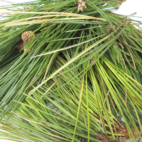 Pine Needles Fresh Wild Organic Scots Scotch Pine  Pinus Sylvestris 200g 4L