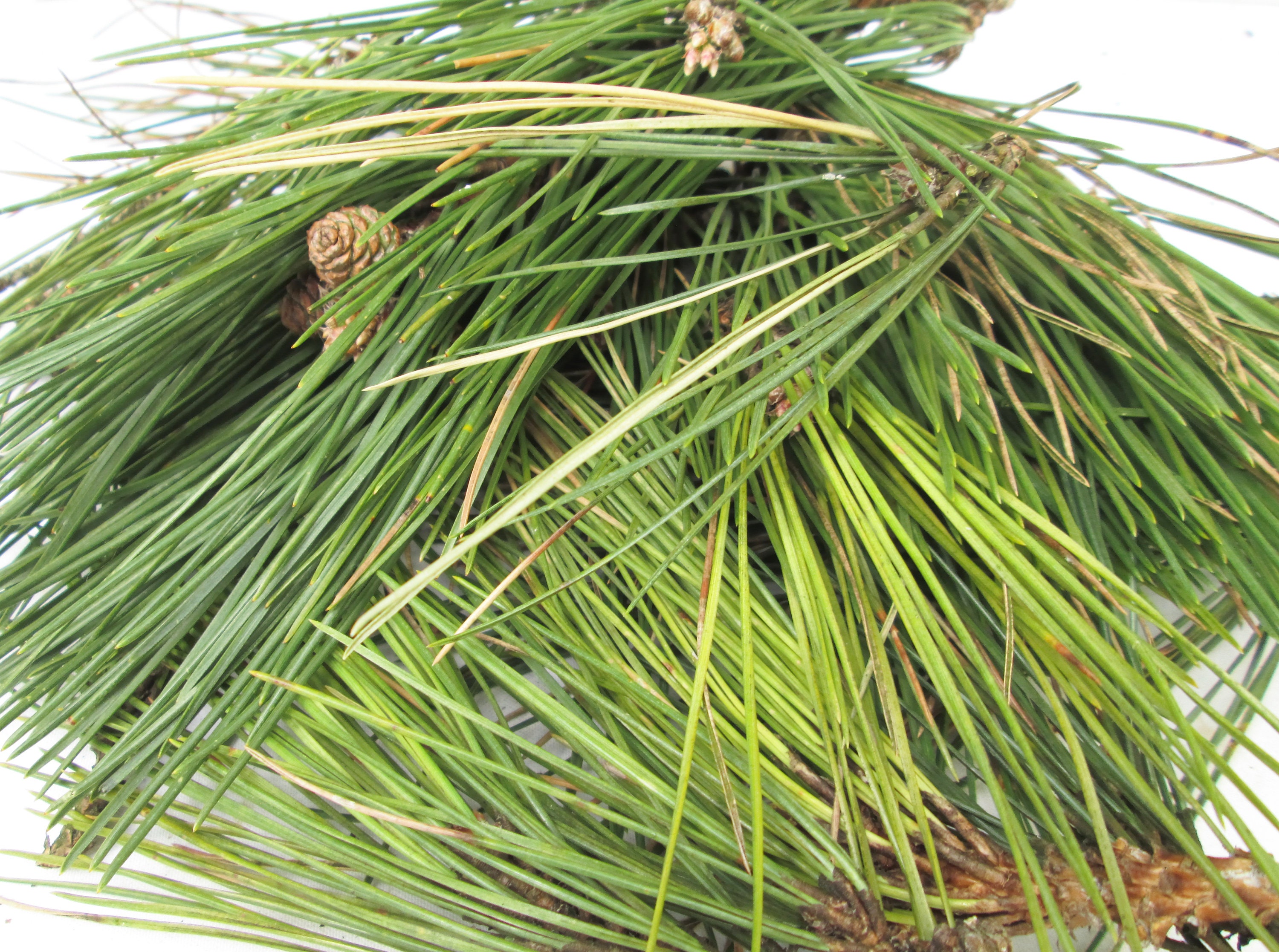 White Pine Needle Tea Recipe and White Pine Remedies
