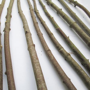 May include: A collection of brown, slender, wooden sticks arranged in a fan shape on a white background. The sticks are smooth and have a natural, rustic appearance.