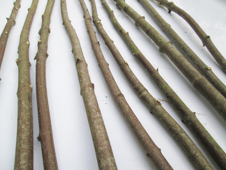 May include: A collection of brown, slender, wooden sticks arranged in a fan shape on a white background. The sticks are smooth and have a natural, rustic appearance.