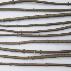 May include: A collection of 10 brown wooden sticks, arranged in rows on a white surface. The sticks are of varying lengths and thicknesses, and some have small knots or branches.