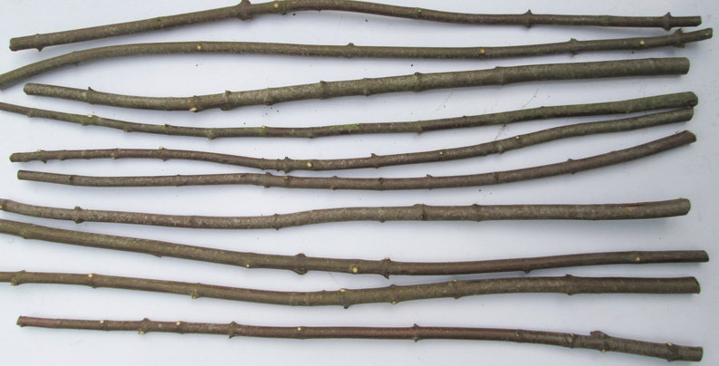 May include: A collection of 10 brown wooden sticks, arranged in rows on a white surface. The sticks are of varying lengths and thicknesses, and some have small knots or branches.