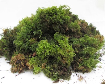 8L Fresh Woodland Moss (2 x 4L Bags) – Living Green Clump Moss for Bulbs, Terrariums, Basket Toppers & Natural Plant Decor