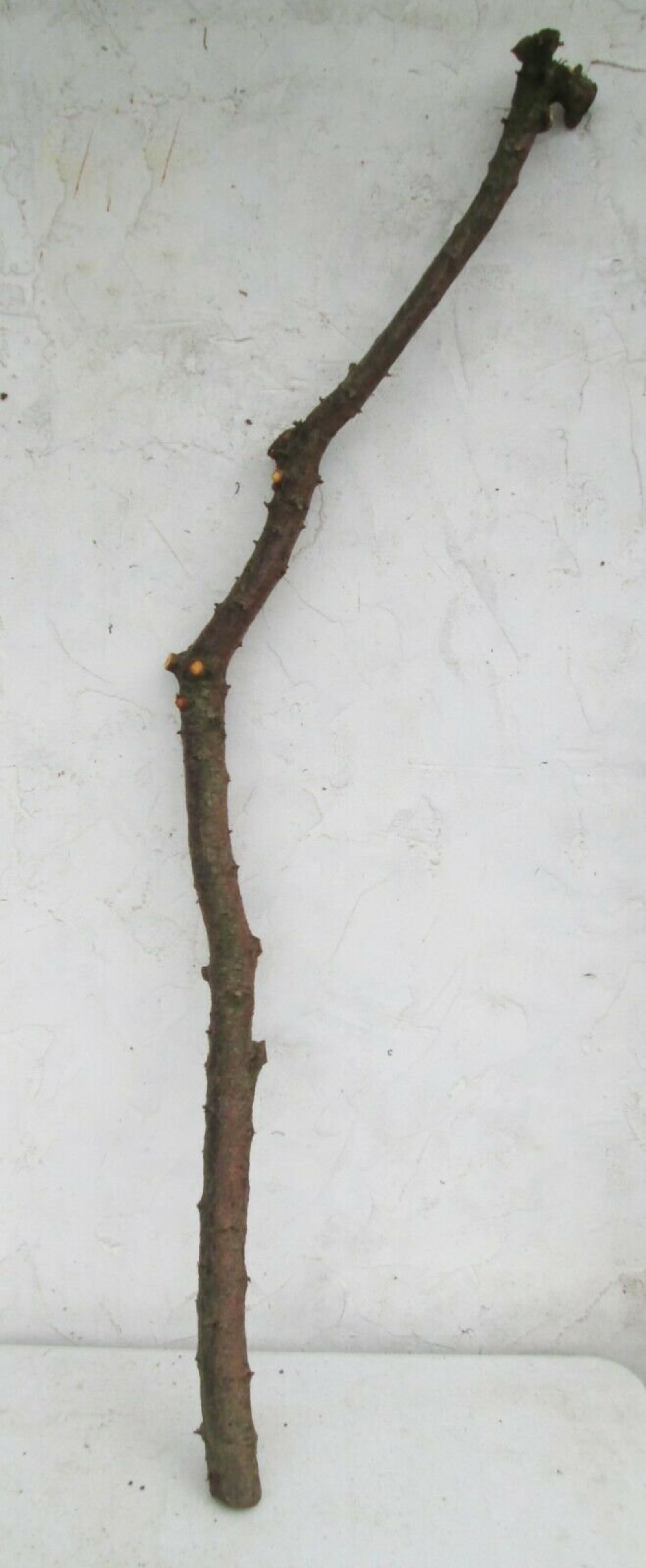 120cm ENGLISH BLACKTHORN Tree Crooked Branch Walking Stick Etsy