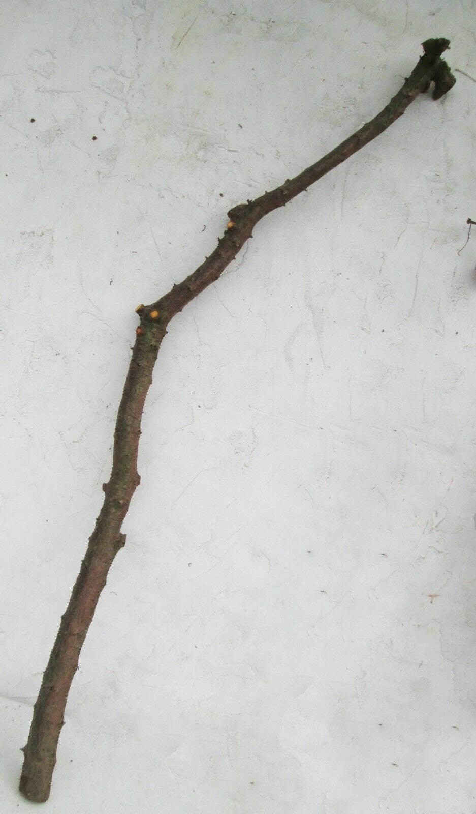 120cm ENGLISH BLACKTHORN Tree Crooked Branch Walking Stick Etsy