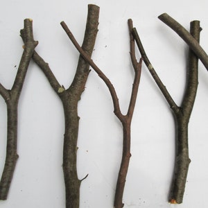 May include: Five brown wooden sticks with branches, arranged horizontally against a white background.