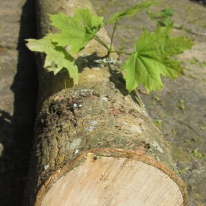 May include: A close-up of a large, rough-barked log with a light brown cross-section. The log is lying on a bed of green moss and leaves.