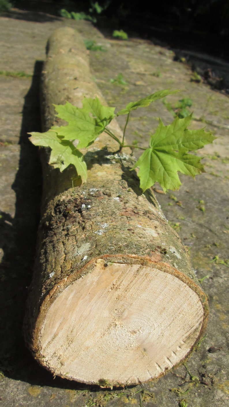 May include: A close-up of a large, rough-barked log with a light brown cross-section. The log is lying on a bed of green moss and leaves.
