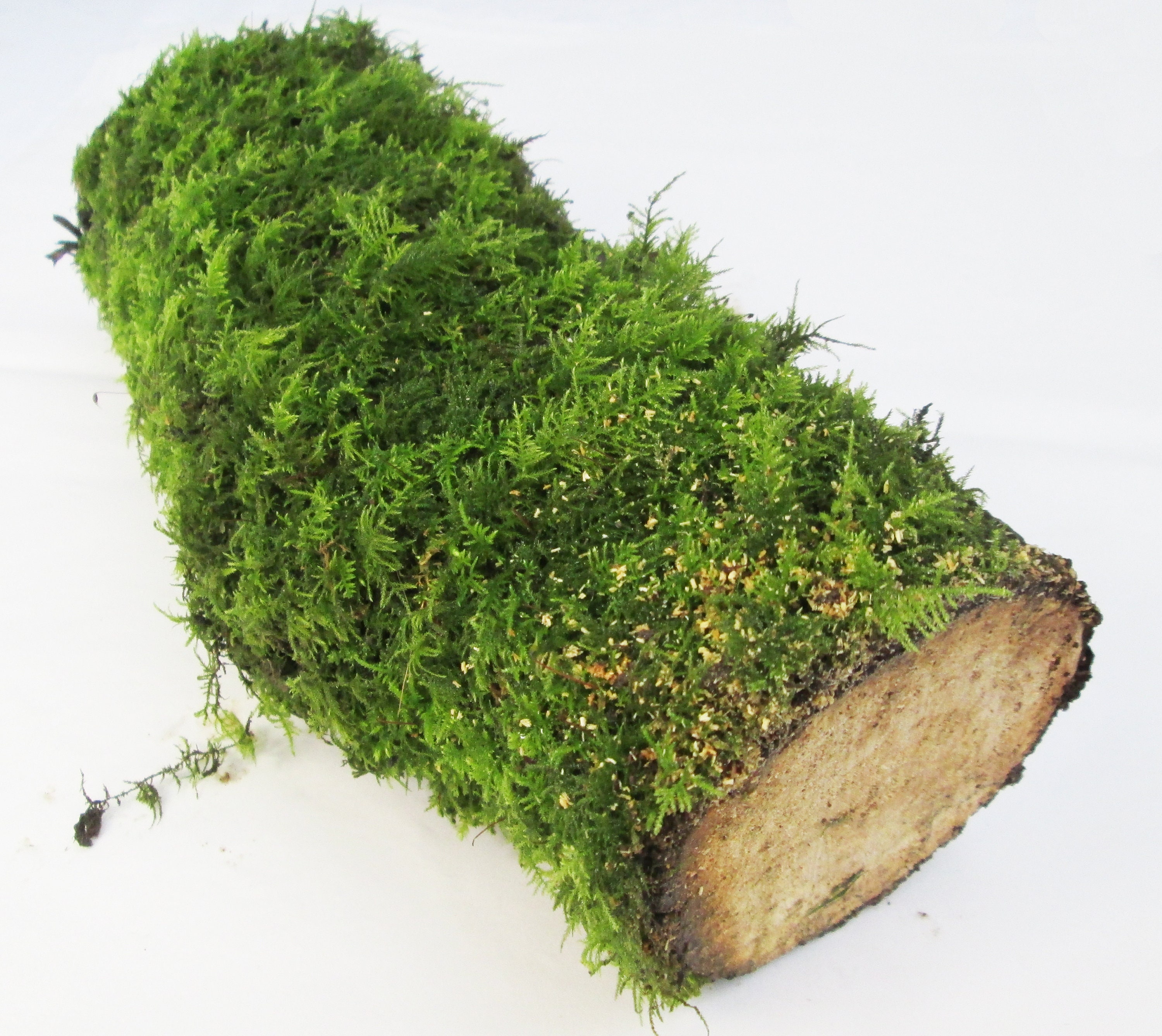 Premium Live Fresh Living Green Moss Growing on LOG Mossy Etsy