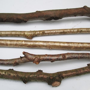 May include: Five natural wooden sticks in shades of brown and tan, arranged horizontally. Some sticks have knots and textured surfaces, while others are smoother. The sticks are displayed against a white background.