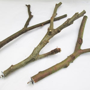 3 x 40cm Y-Shape Fork Natural Bird Perches with Cage Brackets – Untreated Wood Branches for Budgies, Parrots, Cockatiels | UK Woodland