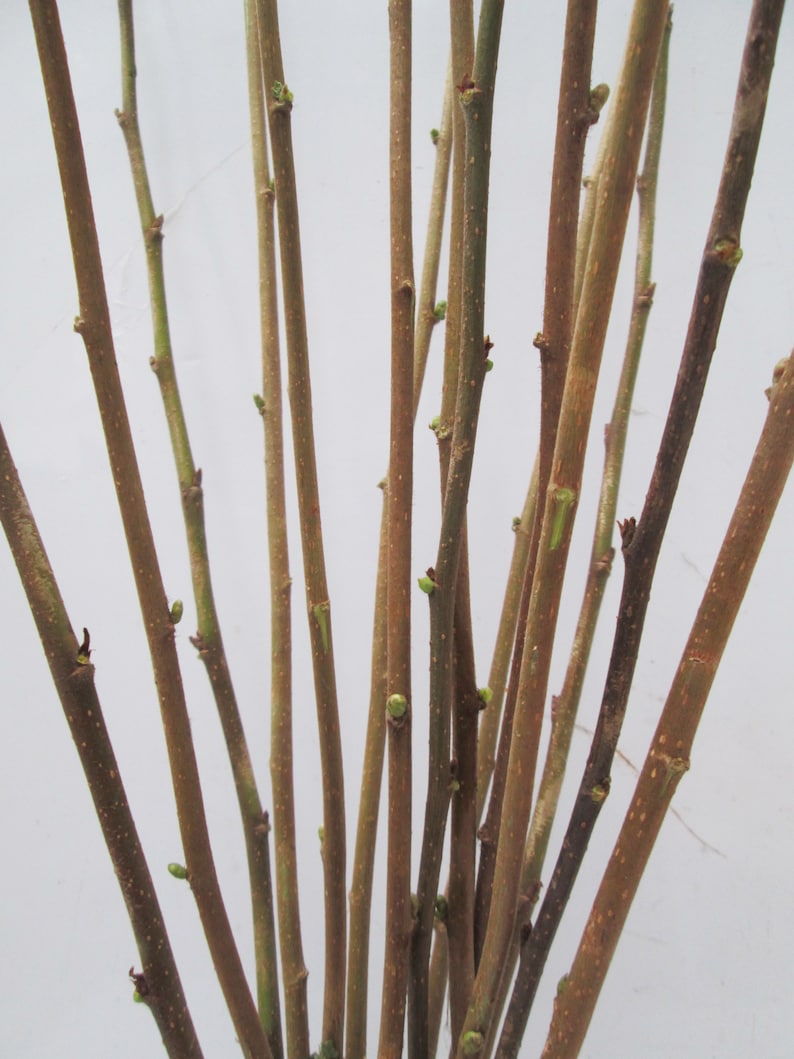 Natural Fresh English Hazel Branch Bundle Branch Stem Etsy
