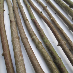 Bark Details:  Sycamore Branch Sticks Bundle of 10, 90cm