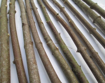 10 x 90cm Sycamore Branches – Natural Wood Sticks for Craft, Scenic Props, Film Sets, Rustic Decor, Display Rods, Green Wood Dowels