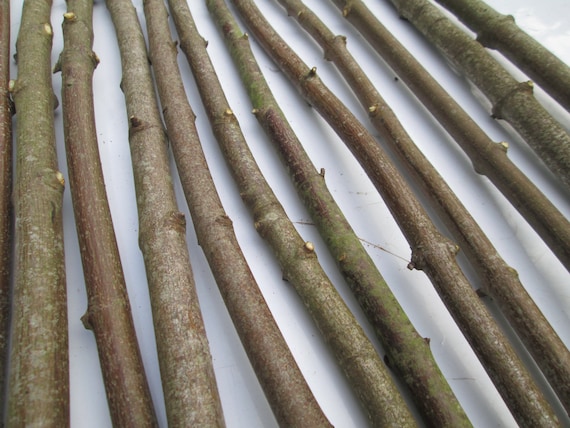 10 x 90cm Sycamore Branches – Natural Wood Sticks for Craft, Scenic Props, Film Sets, Rustic Decor, Display Rods, Green Wood Dowels