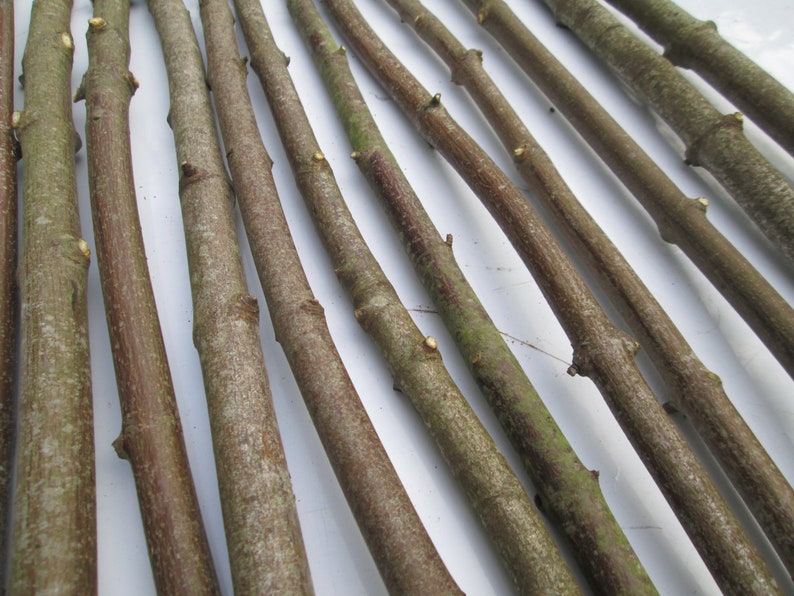 Bark Details:  Sycamore Branch Sticks Bundle of 10, 90cm