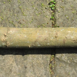 May include: A close-up of a long, brown, wooden branch with a small green leaf growing from it. The branch is lying on a gray, textured surface.