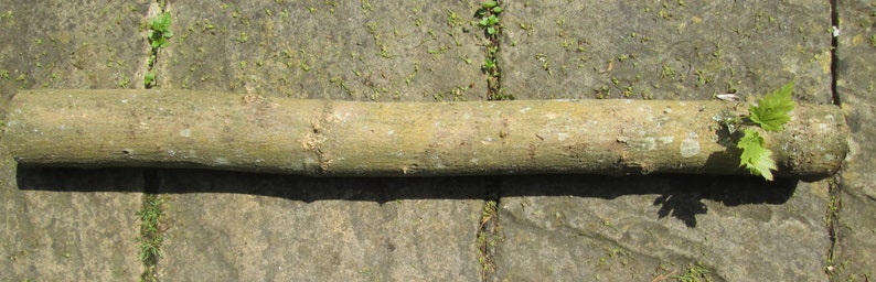 May include: A close-up of a long, brown, wooden branch with a small green leaf growing from it. The branch is lying on a gray, textured surface.