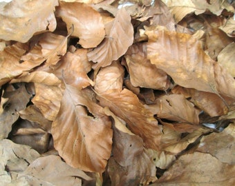 Hojas de haya sin tratar de 8 l para reptiles, isópodos, colémbolos y viveros bioactivos / Hojas de bosque naturales cultivadas en el Reino Unido