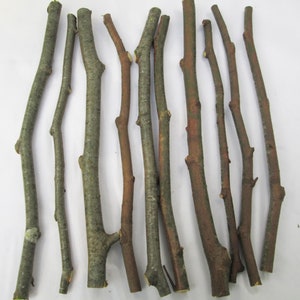 10 x 35cm Natural Crooked BEECH Ogham Stave Twig Stick Bark Branches Wood Craft Art Wedding Rustic Primitive Decoration