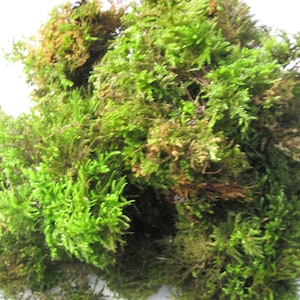 4L Fresh Clump-Forming Woodland Moss – Living Green Moss for Pots, Bulbs, Terrariums, Basket Topping & Natural Displays