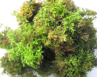 4L Fresh Clump-Forming Woodland Moss – Living Green Moss for Pots, Bulbs, Terrariums, Basket Topping & Natural Displays