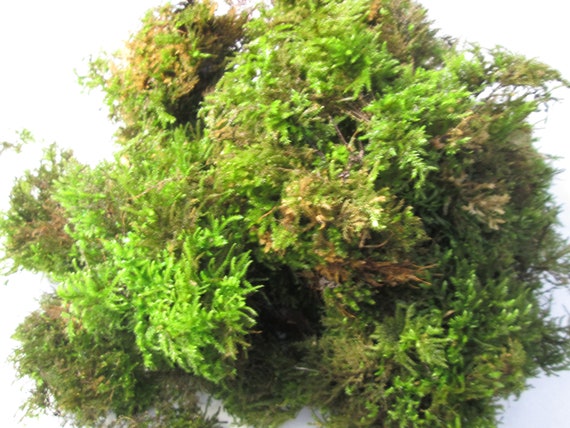 1 Bag 4L Fresh Green Sphagnum Moss for Plants Pots Daffodils