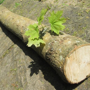 Fresh Mushroom Log for Inoculation – 100cm Hardwood Trunk for Shiitake, Oyster, Chestnut | Sustainable UK-Grown | Spawn Not Included