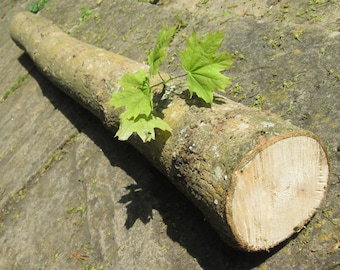 Sustainable 100cm Freshly Cut Log Logs Hardwood Deciduous Tree Trunk for  Mushroom Growing Kit  (Excludes Spawn etc) 8 - 12cm Diameter