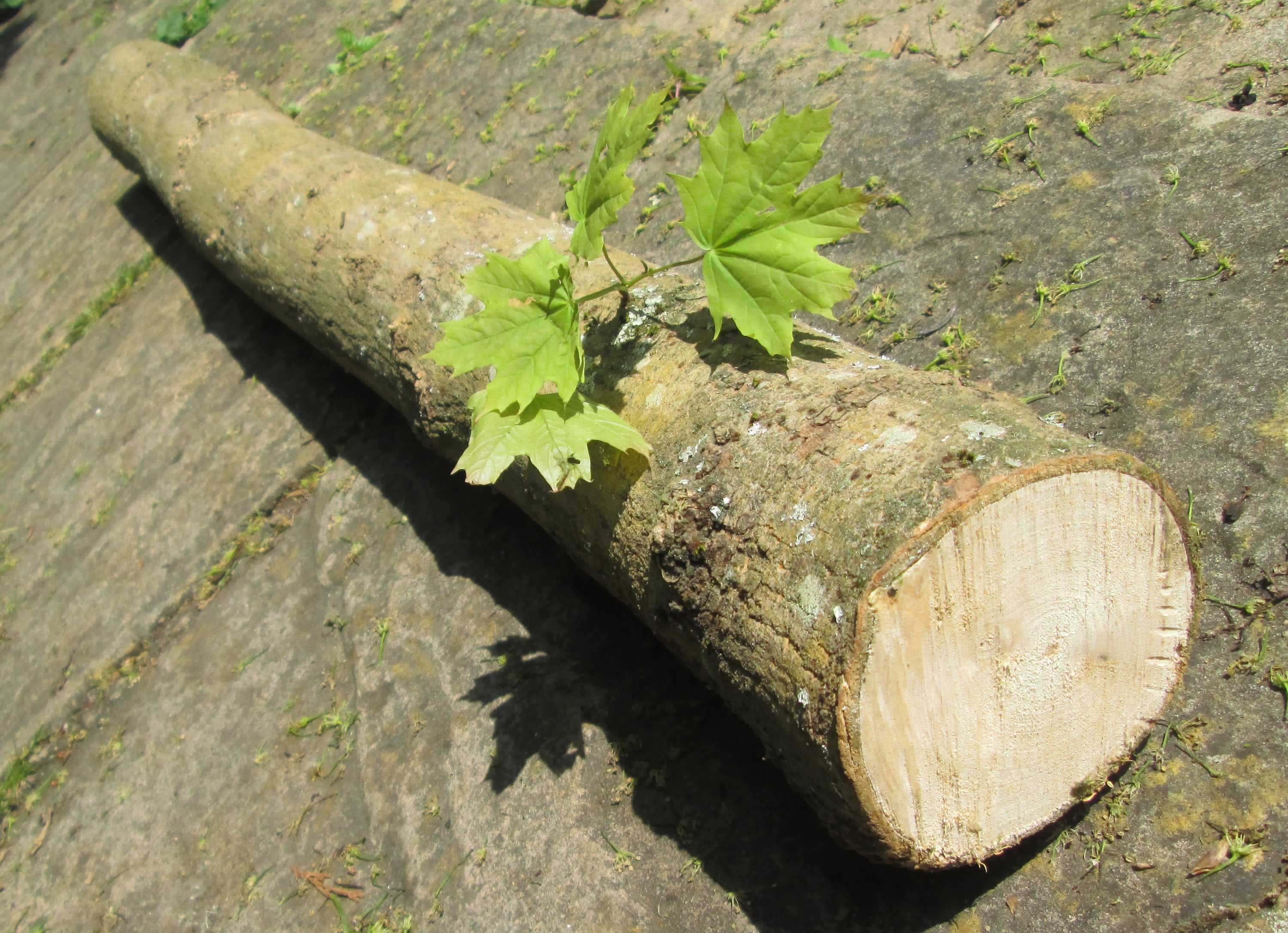 Fresh Mushroom Log for Inoculation – 100cm Hardwood Trunk for Shiitake, Oyster, Chestnut | Sustainable UK-Grown | Spawn Not Included