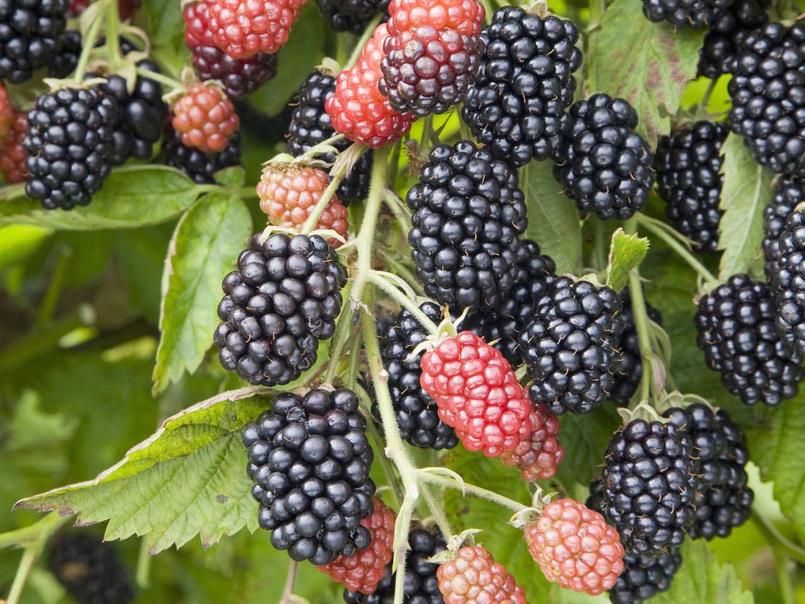 10 x Bare Rooted Wild Organic Blackberry Bramble Edible Fruit Etsy Polska