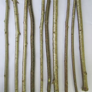 Puede incluir: Una colecci&oacute;n de 12 palitos de madera natural, de diferentes longitudes y di&aacute;metros. Los palitos son lisos y tienen un color marr&oacute;n claro.