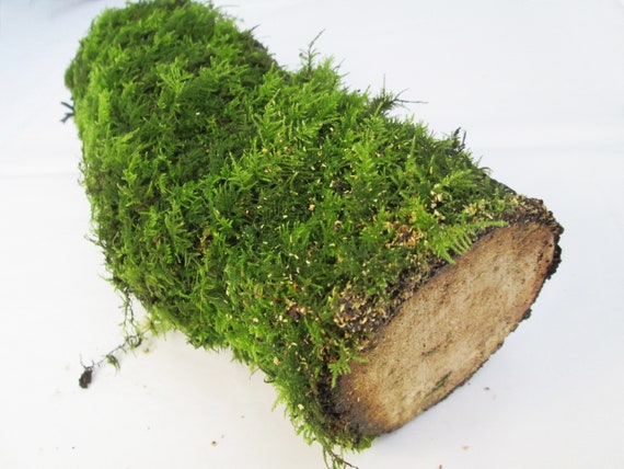 Premium Live Fresh Living Green Moss Growing on LOG Mossy Covered Wood  Branch Stick Terrarium Mossarium Supplies 30cm - Etsy