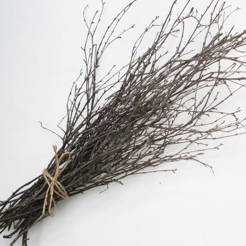 Dried Birch Twigs, DRIED Limited