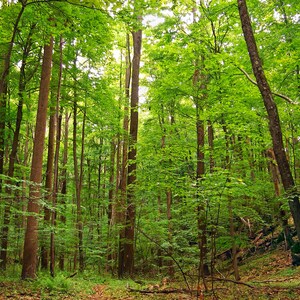 May include: A dense forest with tall, slender trees with green leaves. The trees are close together, creating a sense of depth and mystery. The sunlight filters through the leaves, creating a dappled pattern on the forest floor.