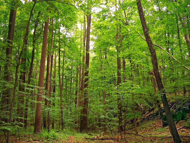 May include: A dense forest with tall, slender trees with green leaves. The trees are close together, creating a sense of depth and mystery. The sunlight filters through the leaves, creating a dappled pattern on the forest floor.